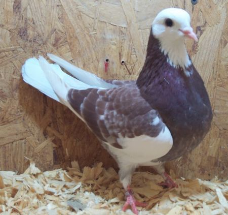 Racing Pigeons For Sale, Pigeon Keeping, Tattoos Pets, Pigeon Coop, Pet Tattoo Ideas, Pigeons For Sale, Pet Drawings, Cute Pigeon, Pigeon Pictures