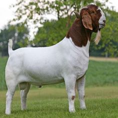 Boer Goat Kiko Goats, Nubian Goats, Goats For Sale, Female Goat, Nubian Goat, Show Goats, Cute Goat, Shelter Ideas, Goats And Sheep