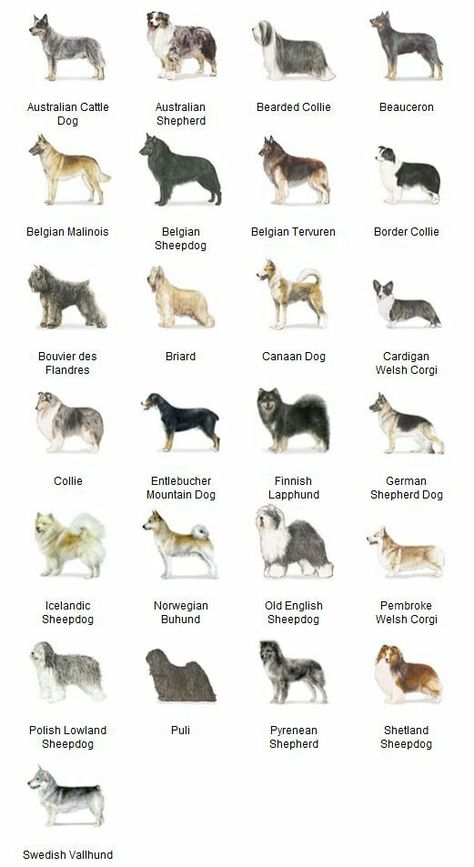 Herding Dogs Rule! Smart Dog Breeds, Dog Breeds Chart, Dog Chart, Herding Dogs Breeds, Types Of Dogs Breeds, Smartest Dog Breeds, Dog Breeds List, Dangerous Dogs, Farm Dogs