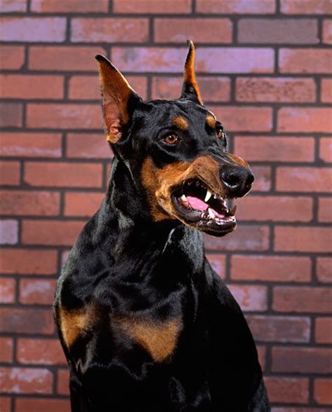 growling doberman - Ecosia Angry Doberman, Blue Doberman, Doberman Pinchers, Doberman Tattoo, Dog Growling, Black Doberman, Angry Dog, Doberman Love, Pinscher Dog