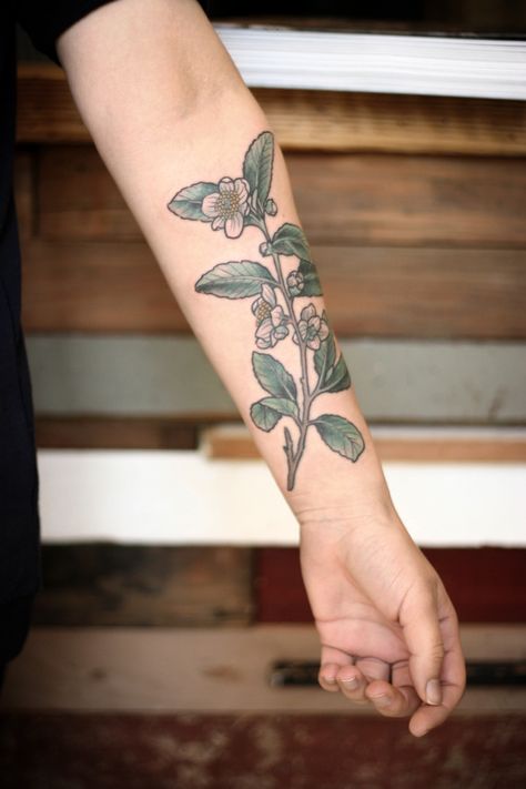 tea plant from botanical illustration for Jennifer! Also from BC. Thanks for coming down, y'all! Botanical Illustration Tattoo, Plant Tattoos, Floral Arm Tattoo, Tea Tattoo, Tattoo Over Scar, Wonderland Tattoo, Tea Plant, Floral Tattoo Sleeve, Plant Tattoo