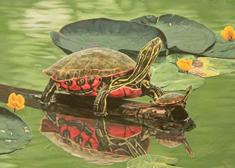 Land Turtle, Pond Turtle, Painted Turtle, Western Painted Turtle, Multi Canvas Painting, Land Turtles, Turtle Pond, Fish Quilt, Lake Painting