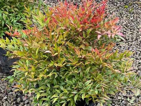 Apartment Landscaping, Nandina Plant, Lemon Lime Nandina, Heavenly Bamboo, Stone Terrace, Nandina Domestica, Forest Fern, English Project, Green Gardens