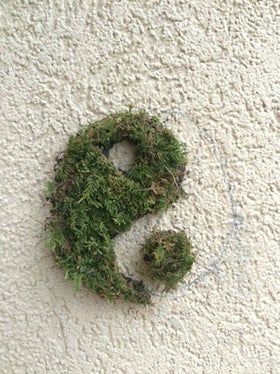 Moss Graffiti, Moss Paint, Allium Flowers, Diy Moss, Growing Moss, Graffiti I, Moss Wall Art, Moss Garden, Moss Art