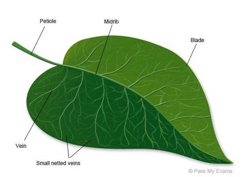 The external structure of the leaf. Image credit passmyexams.co.uk Structure Of A Leaf, Leaf Science, Hibiscus Leaf, Pass My Exams, Exam Revision, Hibiscus Leaves, Leaf Structure, Past Exam Papers, Plant Tissue