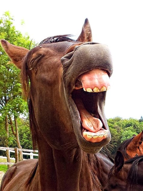 Looking at this made yawn immediately. Yawning Animals, Laughing Animals, Funny Horse Pictures, Funny Horses, Funny Horse, Cute Horses, Horse Pictures, Sweet Animals, Funny Animal Pictures