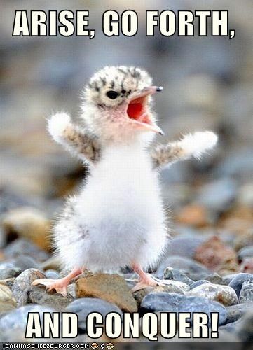 ARISE, GO FORTH, AND CONQUER! Animal Captions, Funny Animal Quotes, Funny Animal Memes, Picture Captions, Animal Jokes, E Card, Animal Quotes, Funny Animal Pictures, Animal Photo