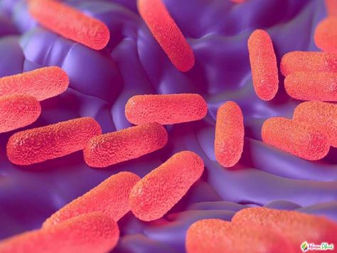 What is Salmonella bacteria? What are the symptoms of Salmonella? Check more at https://www.womenabout.net/mother-kids/what-is-salmonella-bacteria-what-are-the-symptoms-of-salmonella-22486.html Astrology