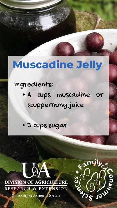 Muscadine Jelly Recipe, Muscadine Recipe, Muscadine Jelly, Mason Jar Recipe, Pressure Canning Recipes, Jams And Jellies, How To Make Jelly, Canning Vegetables, Jelly Recipe