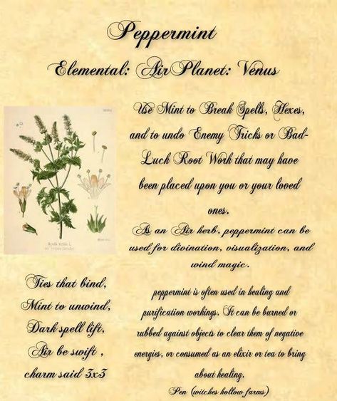 Peppermint In Witchcraft, Spiritual Herbalism, Spiritual Herbs, Magickal Herbs, Witch Herbs, Magic Herbs, Magical Herbs, Witchcraft For Beginners, Herbal Magic