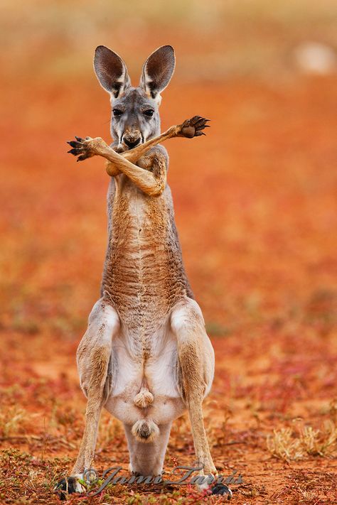 Kangaroo Joey, Red Kangaroo, Australia Animals, Animal Habitats, Australian Animals, Australian Native, Animal Pics, Animals Of The World, Animal Tattoos