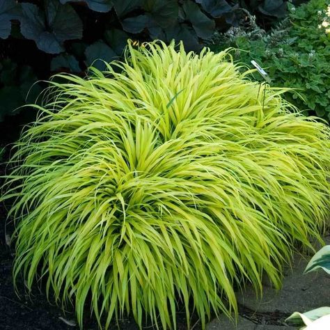 Companion Plants for Hostas - Great Garden Plants Blog Landscape Grasses, Hakone Grass, Hakonechloa Macra, Grass Types, Asian Plants, Perennial Ground Cover, Shade Grass, Japanese Forest, Ornamental Grass