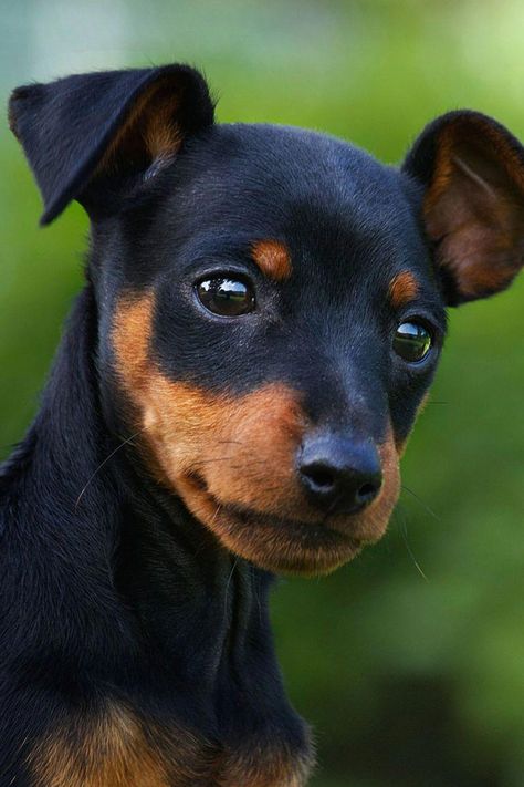 Miniature Pinscher - GoodHousekeeping.com #smalldog Miniature Doberman, Miniature Pinscher Puppy, Miniature Dog Breeds, Miniature Pinscher Dog, Mini Pinscher, Cute Small Dogs, Toy Dog Breeds, Doberman Puppy, Miniature Dogs