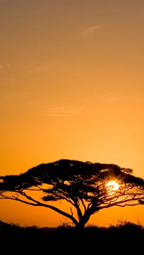 Amboseli National Park, Kenya. Amboseli National Park, Dawn And Dusk, Wallpapers Backgrounds, Libya, Africa Travel, Botswana, Iphone Wallpapers, Living Room Art, Phone Backgrounds