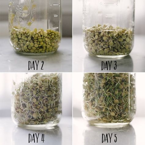 Sprouted lentils are crunch, refreshing, and super nutritious. It's so easy to make your own in a jar! You need just a few simple tools, and a little bit of time. Click for my easy step by step tutorial to learn how to make sprouted lentils at home. #howto #sprouted #lentils #vegan #tutorial #recipe How To Sprout Lentils, Sprouted Lentils, Microgreens Garden, Lentils Vegan, Growing Sprouts, Dried Lentils, Growing Microgreens, نباتات منزلية, Sprouting Seeds