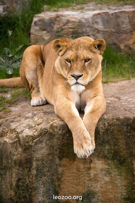 What Is a Female Lion Called? Lion Africa, African Cats, Female Lion, Lion Photography, Lion Love, African Lion, Large Cats, Lingerie Shop, Lynx