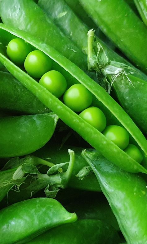 Growing Sugar Snap Peas - The Perfect Crop To Plant In Spring! Garden Raised Beds, Low Calorie Vegetables, Spring Crops, Pea Plant, English Peas, Growing Hydrangeas, Backyard Vegetable Gardens, Sugar Snap Peas, Snap Peas