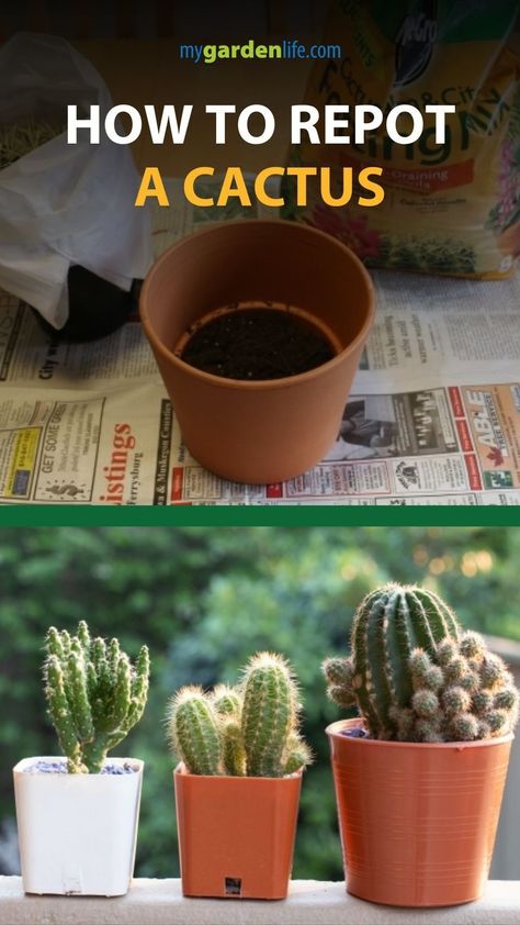 Indoor Cactus Garden, Small Cactus Plants, Indoor Cactus Plants, Christmas Cactus Care, Cactus House Plants, Cactus Terrarium, Cactus Care, Indoor Cactus, Easy Plants To Grow