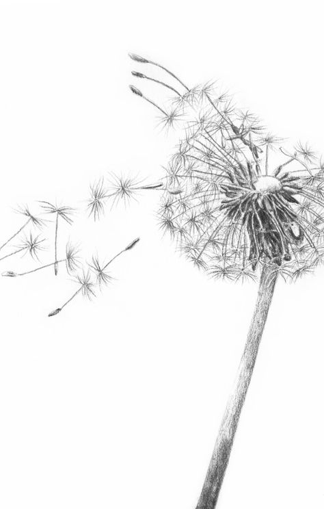 Dandelion Sketch, Dandelion Sketch Tattoo, Dandelion Pen Drawing, Line Art Dandelion, Blowing Dandelion Drawing, Wind Tattoo, Dandelion Drawing, Dandelion Tattoo Design, Dandelion Black And White