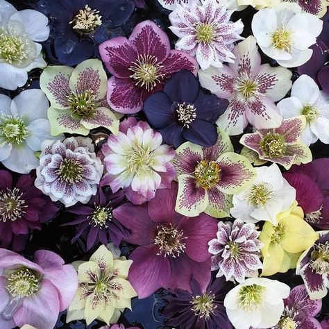 Christopher Hills on Instagram: "Hellebore flowers @rhswisley #hellebore #hellebores #helleboreflowers #flower #flowers #flowersofinstagram #flowersofinsta #rhs #wisley #wintercolour #springcolour #shadeplant #shadeplants #shadeplanting" Hellborne Flower, Hellebore Flower Arrangements, Hellebores Flower, Hellebore Flower Illustration, Black Hellebore, Hellebore Green, Hellebore Flowers, Green Hellebore, Dangerous Plants