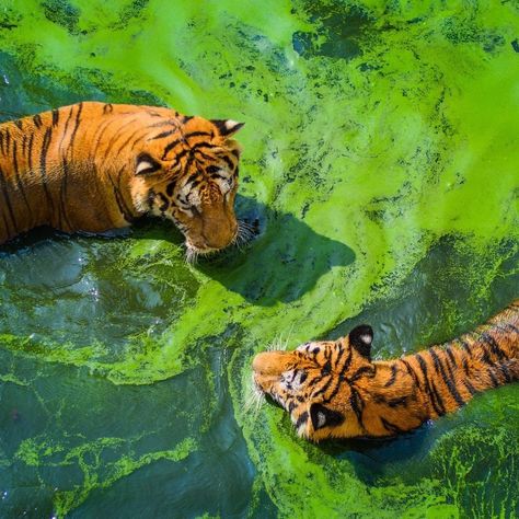 @instathejungle shared a photo on Instagram: “When your sitting with your tiger bro and the water suddenly turns green 😬😂... The look on that tiger on the left does look like he is…” • Sep 17, 2020 at 11:30am UTC Irl References, Pretty Animals, Arachnids, Silly Animals, Animal Photo, Art Reference Photos, Wildlife Photography, Beautiful Creatures, Sea Life