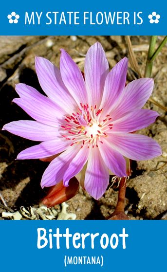 Montana's state flower - Bitterroot Bitterroot Flower Tattoo, Bitterroot Flower, Best Winter Vacations, State Flowers, Vacations In The Us, Montana Homes, Montana State, Big Sky Country, Winter Destinations