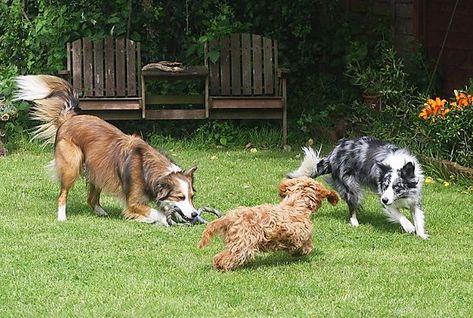 two dogs playing | Dogs playing together Dogs Playing Together, Mutt Dog, Benefits Of Coconut, Coconut Oil For Dogs, Dogs Playing, Oils For Dogs, Group Of Dogs, Three Dogs, Benefits Of Coconut Oil