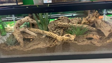 Kenyan Sand Boa Enclosure, Sand Boa Enclosure, Boa Enclosure, Kenyan Sand Boa, Snake Enclosure, Pretty Snakes, Reptile Room, Reptile Enclosure, Crested Gecko