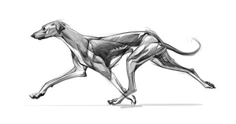 Art by Christine Bian* • Blog/Website | (http://www.christinebian.tumblr.com)  ★… Dog Anatomy Drawing, Anatomy Drawing Study, Canine Anatomy, Animals Sketches, Dog Reference, Drawing Study, Vet Medicine, Dog Anatomy, Greyhound Art