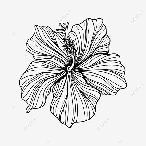 Hibiscus Flower Line Art, Hibiscus Line Drawing, Hubiskis Flower Drawing, Hibiscus Line Art, Hibiscus Vector, Hibiscus Flower Illustration, Line Drawn Flowers, Hibiscus Illustration, Hibiscus Flower Drawing