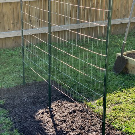 How to Make a Green Bean Trellis Using Welded Wire Green Bean Lattice, Trellis Green Beans, Green Bean Garden Trellis, Bean Supports Vegetable Garden, Garden Peas Trellis, Diy Pole Bean Trellis, Garden Trellis For Vegetables, Green Bean Garden Ideas, Diy Green Bean Trellis