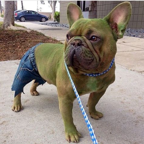 French Bulldog Halloween Costumes, Bulldog Halloween Costumes, French Bulldog Halloween, French Bulldog Costume, Dogs Costumes, Bulldog Costume, French Bulldog Funny, Diy Dog Costumes, Speak French