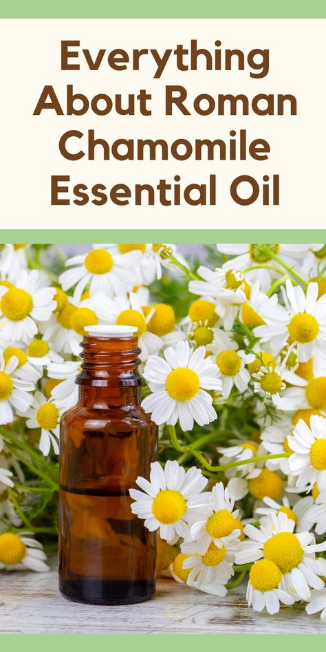 Are you looking for a natural way to relax and rejuvenate your mind and body? Roman Chamomile Essential Oil might be just what you need! This gentle and soothing oil has been used for centuries for its calming properties and numerous health benefits. In this article, we’ll explore everything you need to know about Roman Chamomile Essential Oil and how to incorporate it into your daily routine. Green Roots, Chamomile Plant, Fennel Essential Oil, Roman Chamomile Essential Oil, Diy Lotion, Ginger Essential Oil, Chamomile Essential Oil, Roman Chamomile, Carrier Oil