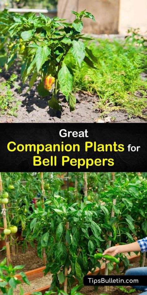 Planting Bell Peppers, Growing Green Peppers, Grow Radishes, Carrots And Cucumbers, Pepper Companion Plants, Companion Planting Guide, Growing Bell Peppers, Raised Gardens, Companion Planting Vegetables