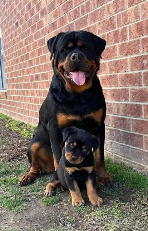 German Rottweiler Puppies, Rottweiler Breed, Rottweiler Love, Super Cute Dogs, Scary Dogs, Cute Animals Puppies, Very Cute Dogs, Rottweiler Puppies, Rottweiler Dog