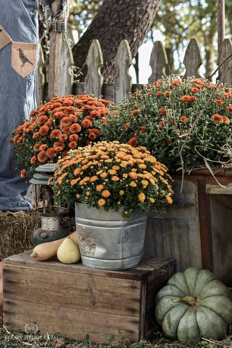 Outdoor Fall Decorating Ideas and Decor | Simple tips to decorate your yard for fall. Outdoor pumpkin decor, straw bale decorating, mums in containers, handmade scarecrow | Rocky Hedge Farm | Fall Yard Decor, Pumpkins And Gourds, Pumpkin Display, Fall Decor Inspiration, Fall Front Porch Decor, Interior Vintage, Autumn Display, Fall Thanksgiving Decor, Fall Deco