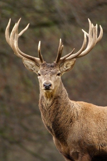 Photo "RedStagPortrait" by AndyBeattiePhotography Stag Animal, Pet Tattoo Ideas, Animals With Horns, Deer Photography, Big Deer, Deer Species, Deer Drawing, Deer Photos, Deer Pictures