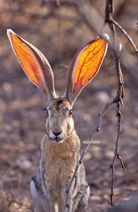 Antelope Jack Rabbit, Rabbit Head Reference, Rabbit Ears Drawing Reference, Rabbit Front View, Hare Aesthetic, Rabbit Reference, Hare Tattoo, Rabbit Anatomy, Hare Drawing