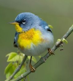 Blue & yellow bird.🐦 Regnul Animal, Nature Birds, Bird Pictures, Exotic Birds, Bird Drawings, Pretty Birds, Bird Photo, Colorful Birds, Cute Birds