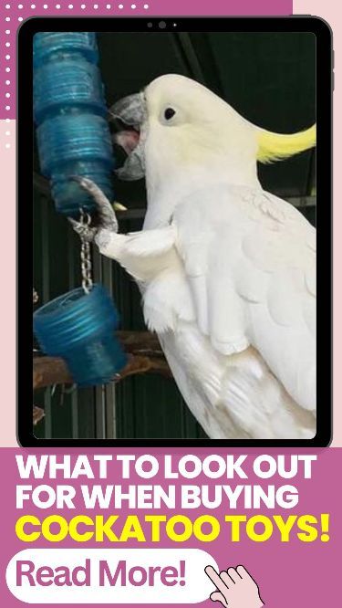 Check out our tips on what to look out for when buying cockatoo toys i.e Safety, Quality, Durability, Variability and more. Tap the pin and enjoy reading! VIEW MORE @ForPetsReviews.com << #forpetsreviews #pet #pets #animal #cockatoo #cockatootoys #parrot #petsupplies #birdtoys E Safety, Cockatoo Toys, Parrot Training, Shrimp Tank, Enjoy Reading, Metal Toys, Bird Toys, Interactive Toys, Learning Toys