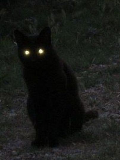 Glowing Eyes, Black Cat, Black