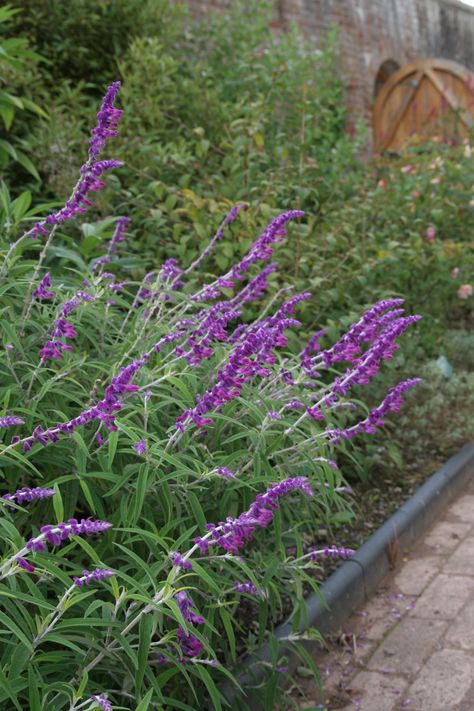 Salvia Plant Landscaping, Japandi Garden, Salvia Plant, Aerial Plants, Planting Palette, Plants Backyard, Xeriscape Plants, Salvia Plants, Plant Combos