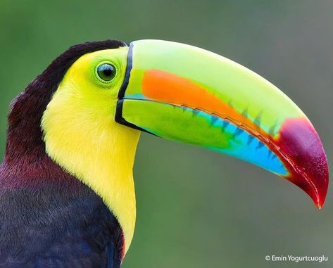 20.2k Likes, 183 Comments - BBC Earth (@bbcearth) on Instagram: “"These huge billed rainforest birds are not always easy to see even though they are relatively…” Keel Billed Toucan, Birds, The World, Instagram, Nature