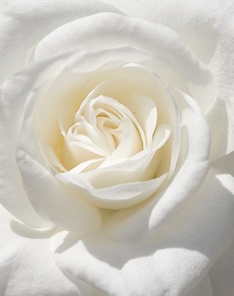 White roses symbolize purity, innocence, sympathy, spirituality, and true love. #InBloom Drinking Coconut, Spiritual Love, Summer Fragrance, Rose Images, Love Rose, Shades Of White, Coconut Water, Love Flowers, White Rose