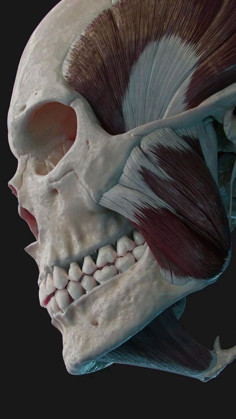 Primary Muscles of Mastication. #healthteeth #dentalhealthcare Body Muscle Anatomy, Inside Human Body, Human Anatomy Model, Natural Teeth Whitening Diy, Full Body Massage Techniques, Blackheads On Face, Human Muscle Anatomy, Muscles Of The Face, Body Massage Techniques