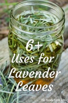 Fresh Lavendar Ideas, Drying Lavender Leaves, Lavender Tincture Uses, Backyard Crafts Diy, What To Do With Sage From Garden, Planting Lavender Outdoors Landscapes, How To Use Lavender Plant, Lavender Recipes Beauty, Recipes Using Fresh Herbs