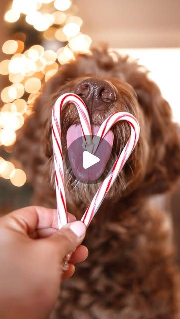 Cabbie & Cindy Suter on Instagram: "Create the perfect dog lover holiday card photo!   Coming at you this tongues out Tuesday with our favorite holiday photo we’ve created every year! This is one photo you’ll pupper will sure LOVE to participate in! And it’s super easy to achieve!  You’ll need, 2 candy canes, tape, peanut butter (xylitol free), phone or camera  • tape bottom ends of 2 candy canes (makes easier!) • smear some PB on canes (leave wrapper on) • hold up to boopers and shoot away  Additional tips ✨ Either camera in low f- stop or portrait mode in phone will give you nice blurred lights in the background when you stand 4-5ft away from tree 🎄   Spread some cheer, share w a friend to try and have fun!  Happy tongues out Tuesday ♥️🧸💫" Blurred Lights, Dog Christmas Card, Dog Picture, Christmas Puppy, Heart Pictures, One Photo, Holiday Photo Cards, Candy Canes, Holiday Photos