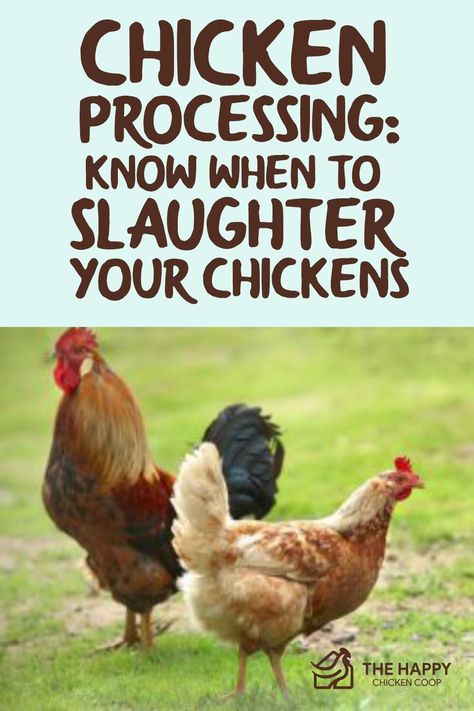 How To Process A Chicken, Slaughtering Chickens, Largest Chicken Breed, Chicken Projects, Different Breeds Of Chickens, Mother Clucker, Raising Meat Chickens, Chicken Processing, Sustainable Farm