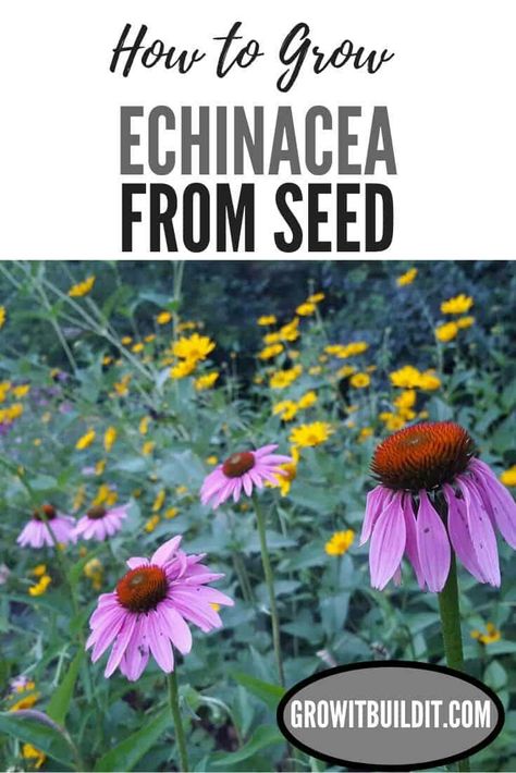 When To Plant Echinacea Seeds, Planting Echinacea Seeds, Growing Perennials From Seed, Growing Echinacea From Seed, Echinacea Landscaping, Easiest Flowers To Grow From Seed, Cone Flowers Perennials, Oklahoma Landscaping, Echinacea Garden