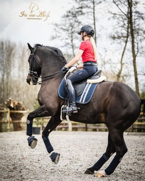 Maxime van der Vlist on Instagram: “Love pirouette photos❤️ Photo: @irisvanmeijl Clothes: @hvpolo_official Riding pants: @eurostar_equestrian Socks: @stapp.horse Cap:…” Equestrian Socks, Horse Dressage, Riding Pants, Sport Horse, Dressage, Equestrian, Socks, Horses, Van